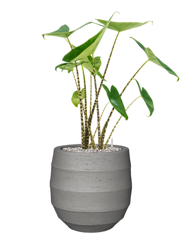 Alocasia zebrina in Bordo Office Plant With Pot 75cm Height 22cm Dia