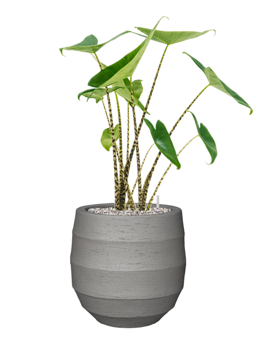 Alocasia zebrina in Bordo Office Plant With Pot 75cm Height 22cm Dia