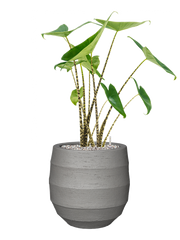 Alocasia zebrina in Bordo Office Plant With Pot 75cm Height 22cm Dia