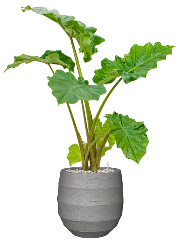 Alocasia 'Portodora' in Bordo Office Plant With Pot 97cm Height 22cm Dia