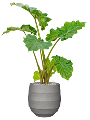 Alocasia 'Portodora' in Bordo Office Plant With Pot 97cm Height 22cm Dia