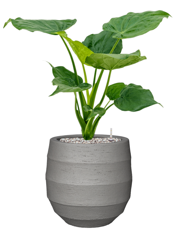 Alocasia cucullata in Bordo Office Plant With Pot 70cm Height 22cm Dia