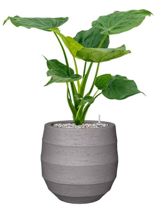 Alocasia cucullata in Bordo Office Plant With Pot 70cm Height 22cm Dia