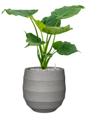 Alocasia cucullata in Bordo Office Plant With Pot 70cm Height 22cm Dia