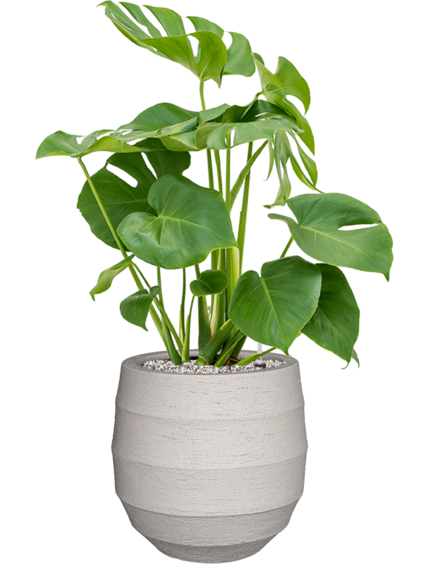 Monstera deliciosa in Bordo Office Plant With Pot 80cm Height 22cm Dia