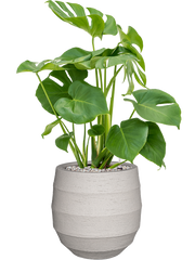 Monstera deliciosa in Bordo Office Plant With Pot 80cm Height 22cm Dia