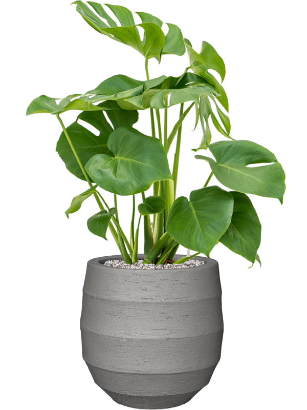 Monstera deliciosa in Bordo Office Plant With Pot 80cm Height 22cm Dia