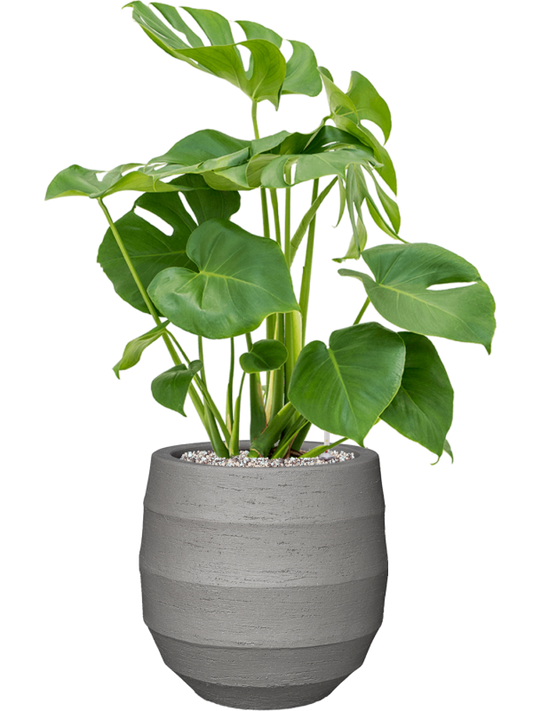 Monstera deliciosa in Bordo Office Plant With Pot 80cm Height 22cm Dia