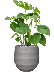 Monstera deliciosa in Bordo Office Plant With Pot 80cm Height 22cm Dia