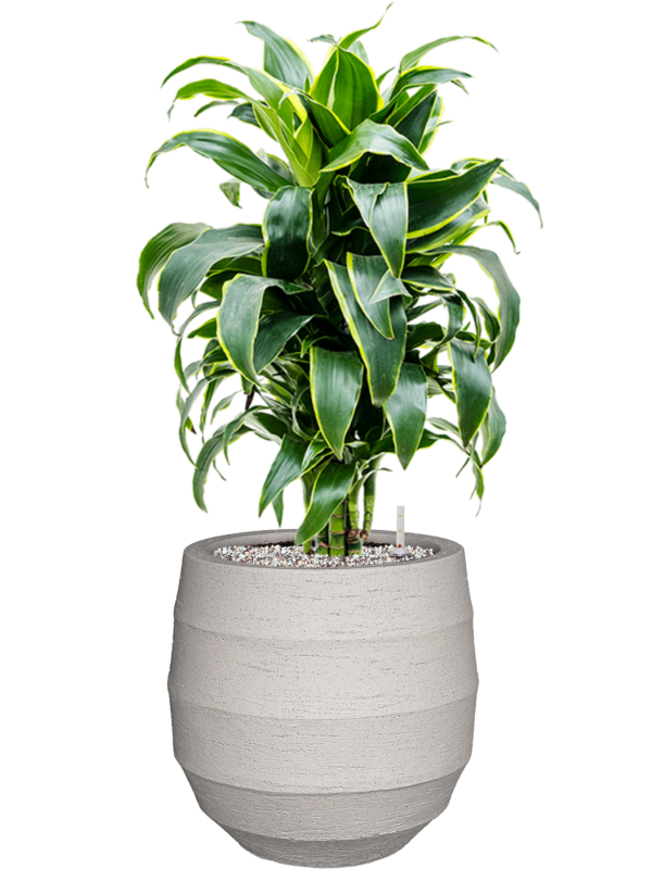 Dracaena fragrans 'Dorado' in Bordo Office Plant With Pot 77cm Height 22cm Dia