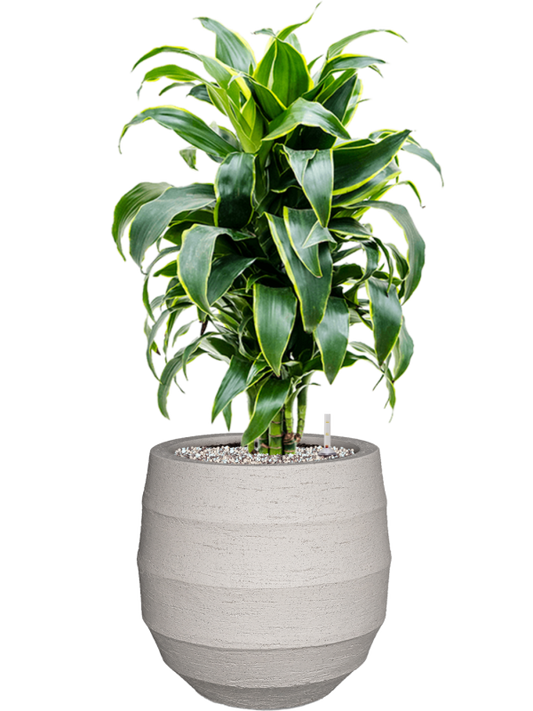 Dracaena fragrans 'Dorado' in Bordo Office Plant With Pot 77cm Height 22cm Dia