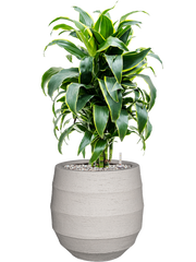 Dracaena fragrans 'Dorado' in Bordo Office Plant With Pot 77cm Height 22cm Dia