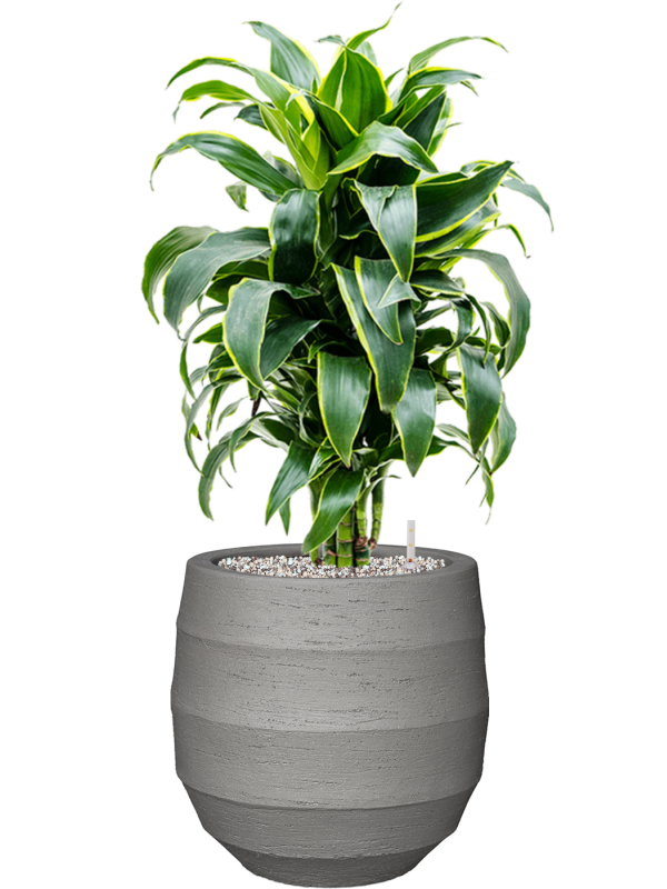Dracaena fragrans 'Dorado' in Bordo Office Plant With Pot 78cm Height 22cm Dia