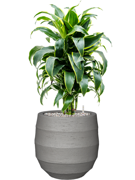 Dracaena fragrans 'Dorado' in Bordo Office Plant With Pot 78cm Height 22cm Dia