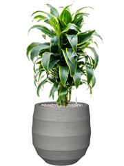 Dracaena fragrans 'Dorado' in Bordo Office Plant With Pot 78cm Height 22cm Dia