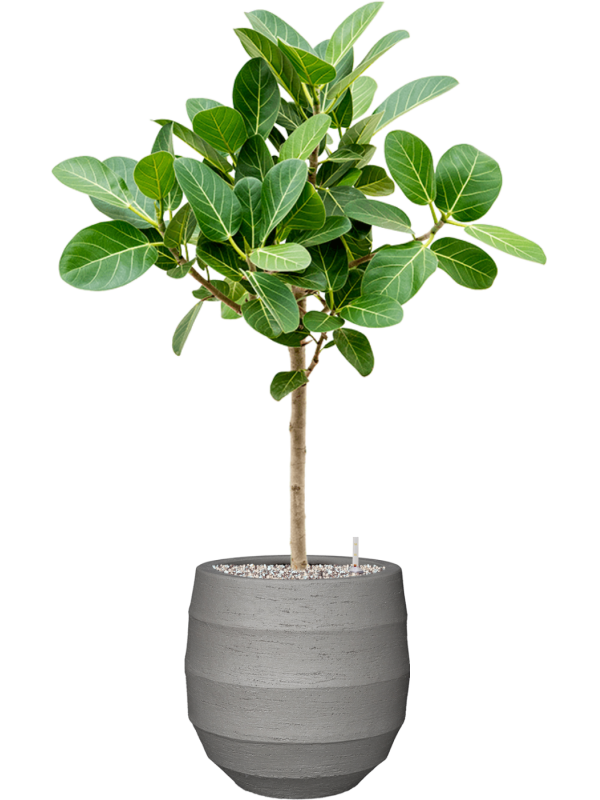 Ficus benghalensis 'Audrey' in Bordo Office Plant With Pot 98cm Height 22cm Dia
