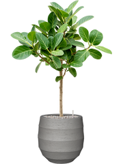 Ficus benghalensis 'Audrey' in Bordo Office Plant With Pot 98cm Height 22cm Dia