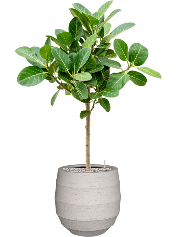 Ficus benghalensis 'Audrey' in Bordo Office Plant With Pot 97cm Height 22cm Dia