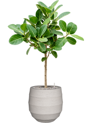 Ficus benghalensis 'Audrey' in Bordo Office Plant With Pot 97cm Height 22cm Dia