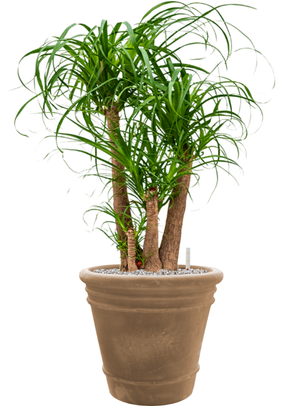 Beaucarnea recurvata in Terra Cotta Doppio Office Plant With Pot 103cm Height 38cm Dia