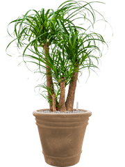 Beaucarnea recurvata in Terra Cotta Doppio Office Plant With Pot 103cm Height 38cm Dia