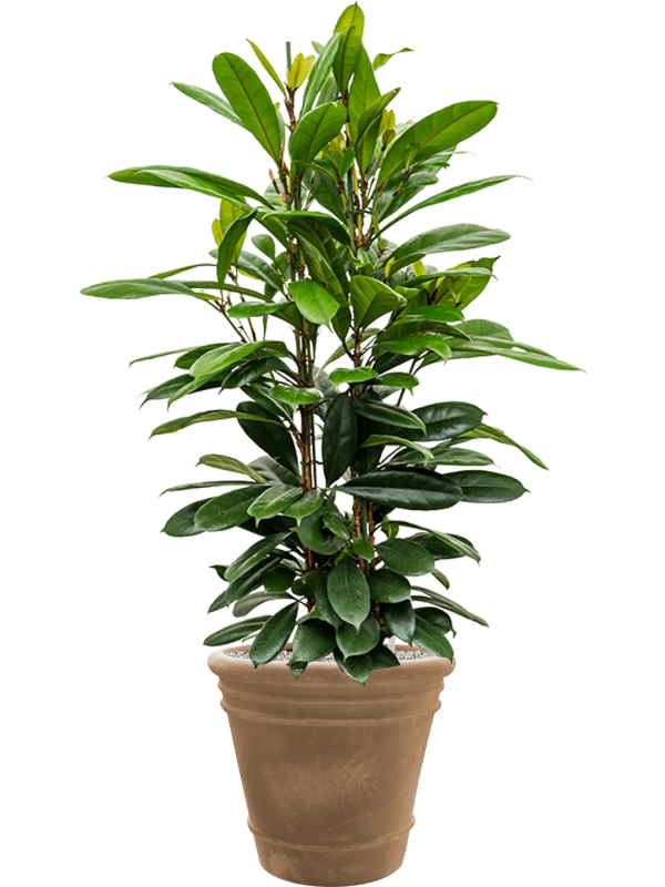 Ficus cyathistipula in Terra Cotta Doppio Office Plant With Pot 130cm Height 38cm Dia