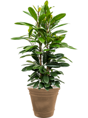 Ficus cyathistipula in Terra Cotta Doppio Office Plant With Pot 130cm Height 38cm Dia