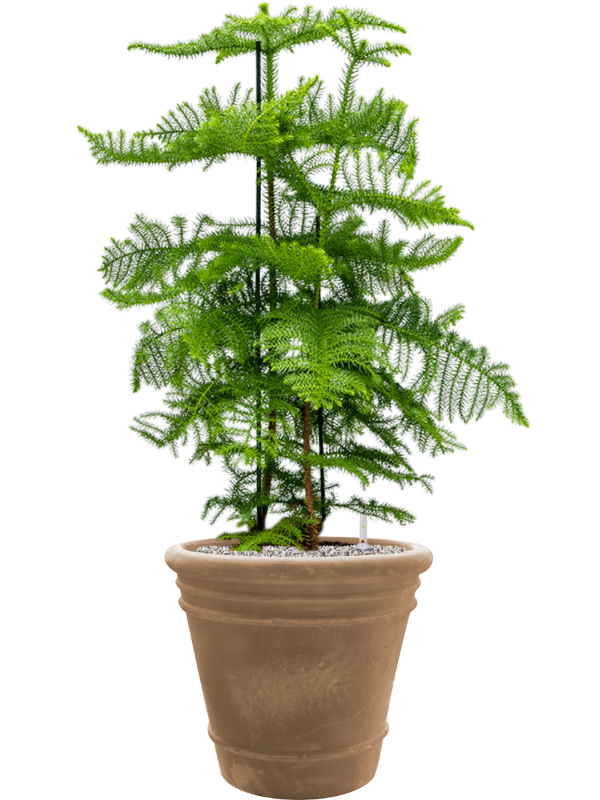 Araucaria heterophylla in Terra Cotta Doppio Office Plant With Pot 109cm Height 38cm Dia