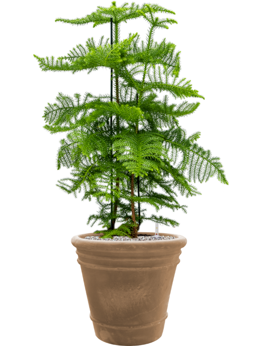 Araucaria heterophylla in Terra Cotta Doppio Office Plant With Pot 109cm Height 38cm Dia