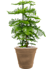 Araucaria heterophylla in Terra Cotta Doppio Office Plant With Pot 109cm Height 38cm Dia