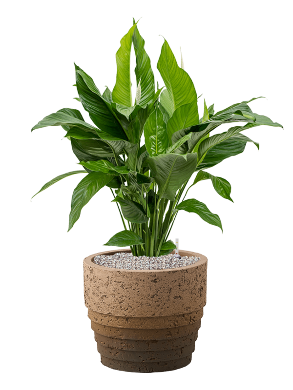 Spathiphyllum 'Sweet Lauretta' in Cinnamon Office Plant With Pot 95cm Height 29cm Dia