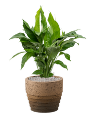 Spathiphyllum 'Sweet Lauretta' in Cinnamon Office Plant With Pot 95cm Height 29cm Dia