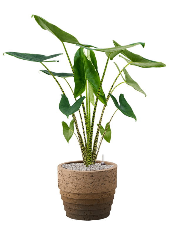 Alocasia zebrina in Cinnamon Office Plant With Pot 116cm Height 29cm Dia