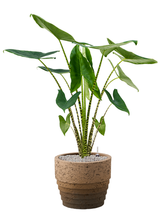 Alocasia zebrina in Cinnamon Office Plant With Pot 116cm Height 29cm Dia