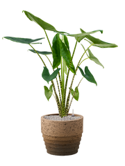 Alocasia zebrina in Cinnamon Office Plant With Pot 116cm Height 29cm Dia