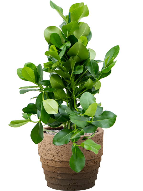 Clusia rosea in Cinnamon Office Plant With Pot 96cm Height 29cm Dia
