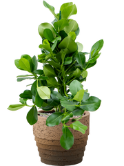 Clusia rosea in Cinnamon Office Plant With Pot 96cm Height 29cm Dia