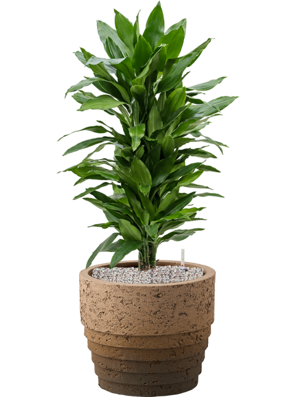 Dracaena fragrans 'Janet Lind' in Cinnamon Office Plant With Pot 97cm Height 29cm Dia