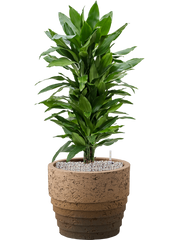 Dracaena fragrans 'Janet Lind' in Cinnamon Office Plant With Pot 97cm Height 29cm Dia
