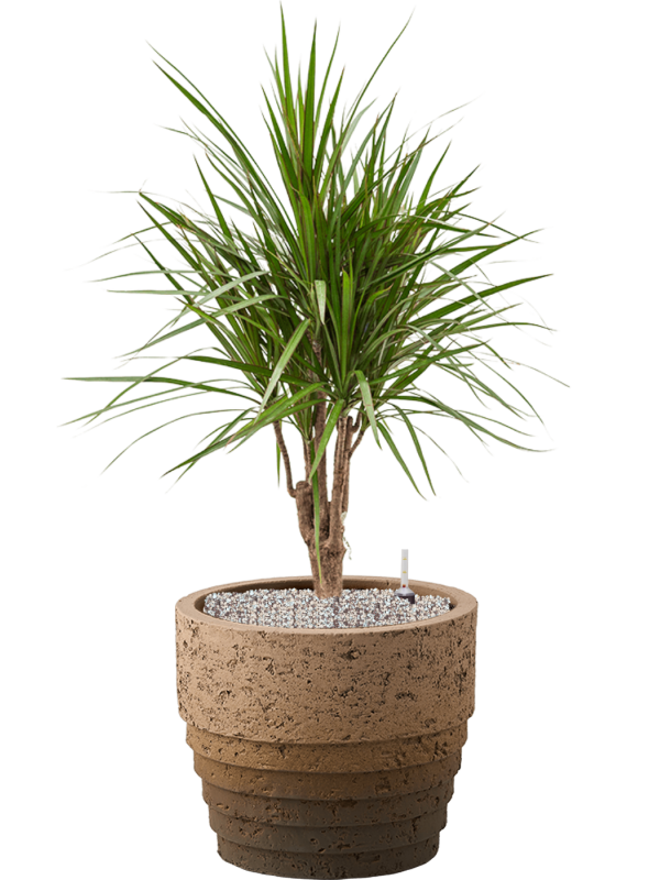 Dracaena marginata in Cinnamon Office Plant With Pot 96cm Height 29cm Dia