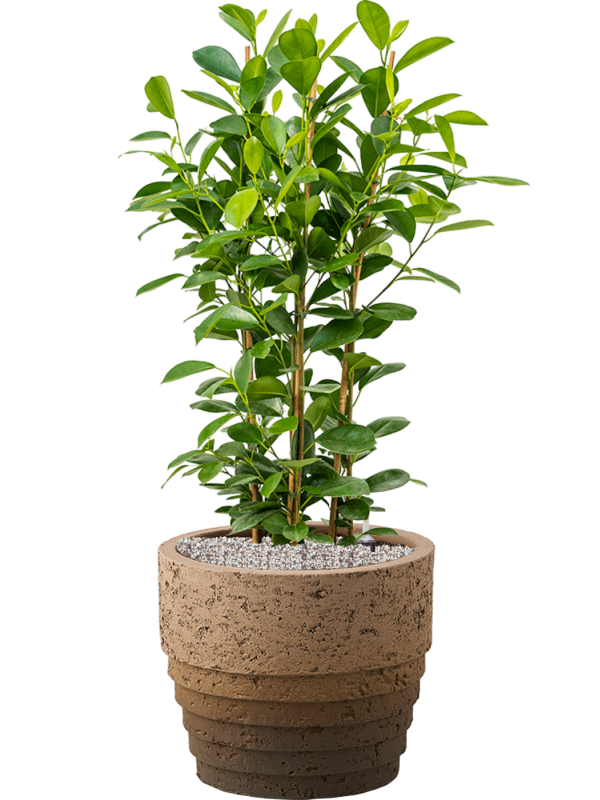 Ficus microcarpa 'Moclame' in Cinnamon Office Plant With Pot 96cm Height 29cm Dia