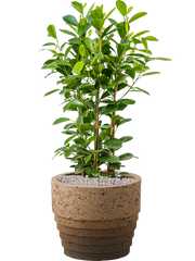 Ficus microcarpa 'Moclame' in Cinnamon Office Plant With Pot 96cm Height 29cm Dia