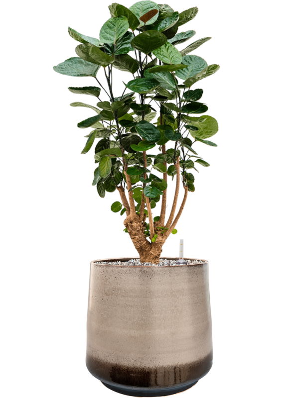 Aralia (Polyscias) 'Fabian' in Noaz Office Plant With Pot 85cm Height 28cm Dia