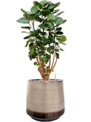 Aralia (Polyscias) 'Fabian' in Noaz Office Plant With Pot 85cm Height 28cm Dia