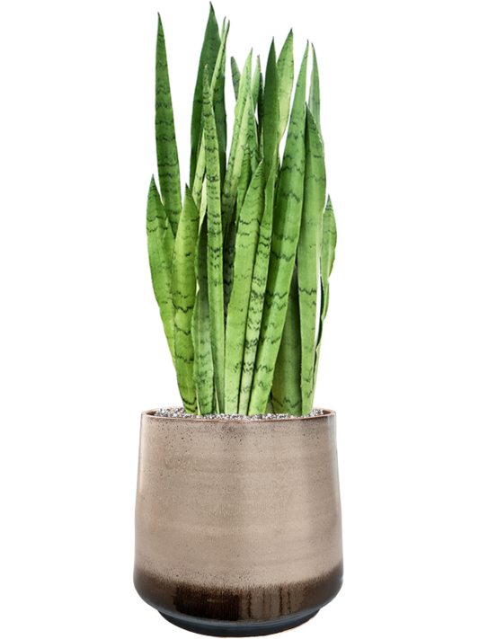 Sansevieria trifasciata 'Silver Mist' in Noaz Office Plant With Pot 83cm Height 28cm Dia