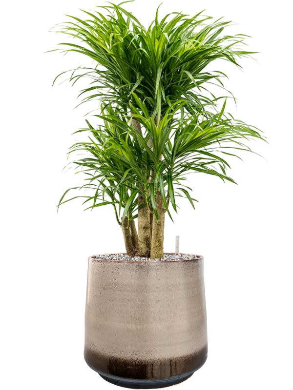 Pleomele (Dracaena) 'Anita Variegata' in Noaz Office Plant With Pot 84cm Height 28cm Dia