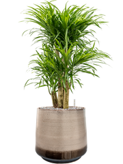 Pleomele (Dracaena) 'Anita Variegata' in Noaz Office Plant With Pot 84cm Height 28cm Dia