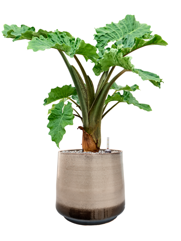 Alocasia 'Low Rider' in Noaz Office Plant With Pot 83cm Height 28cm Dia