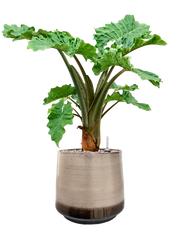 Alocasia 'Low Rider' in Noaz Office Plant With Pot 83cm Height 28cm Dia