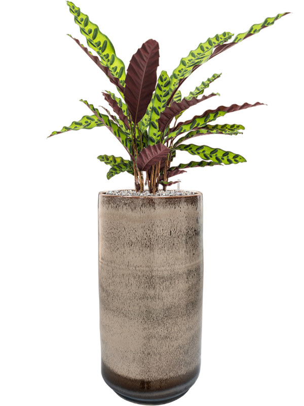 Calathea insignis in Noaz Office Plant With Pot 91cm Height 21cm Dia